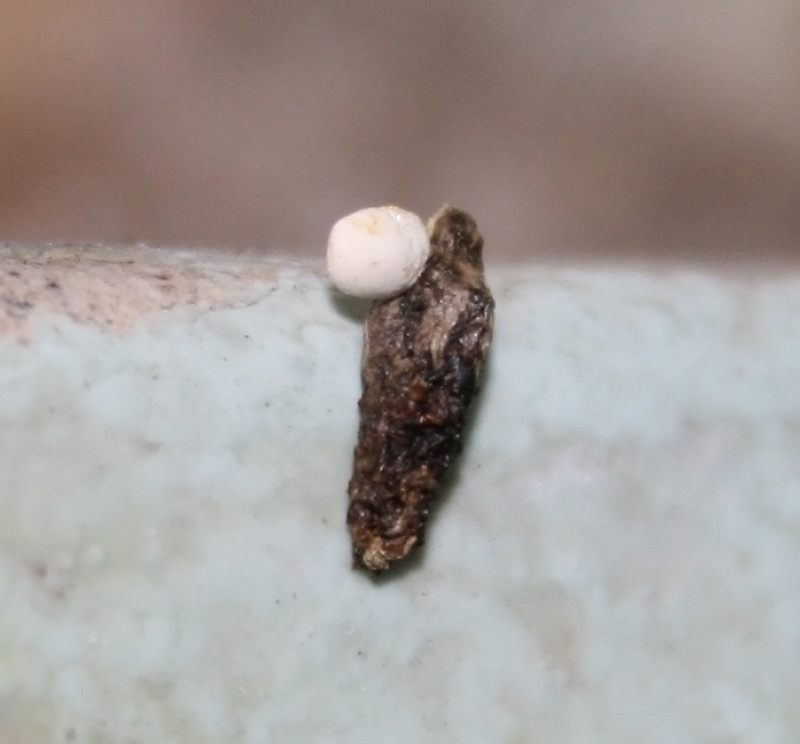 Déjection de lézard avec partie sombre et urates blancs.