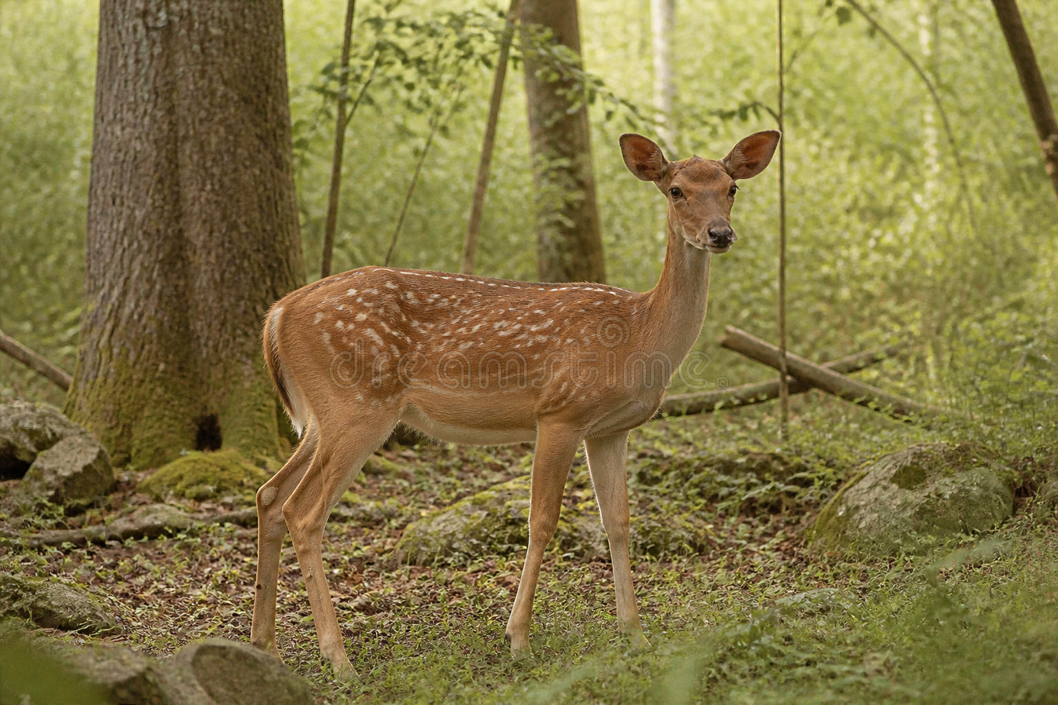 Comment décoder le comportement de l'animal pendant la rencontre ? 🌲