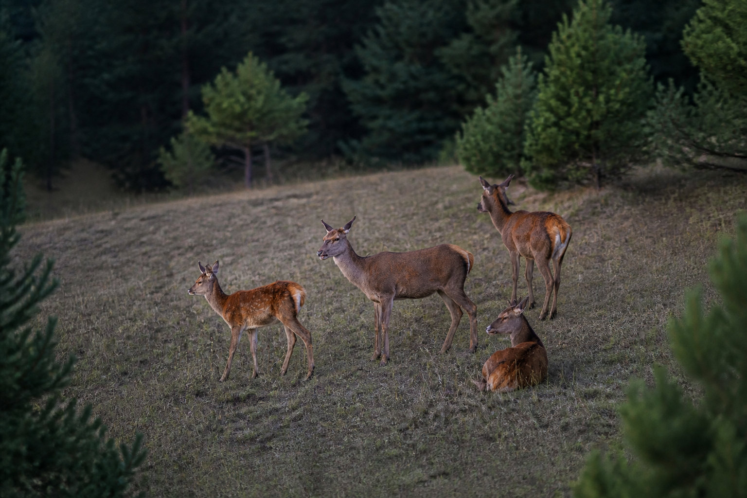 Quelle est la signification de voir une biche sur la route ? 🦌