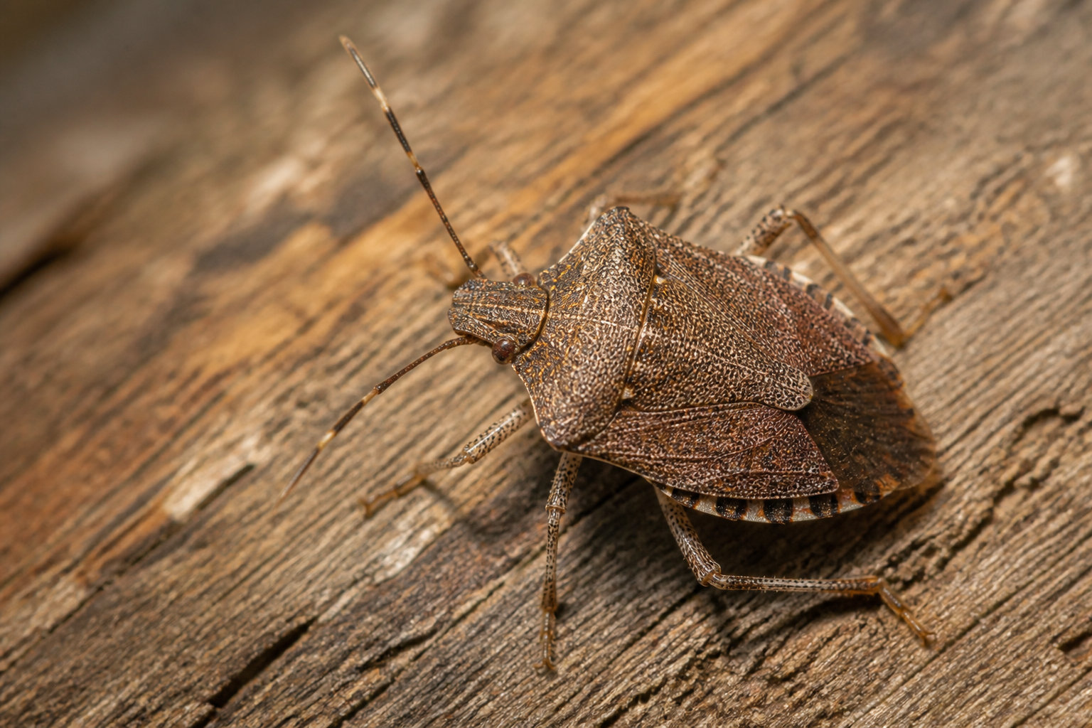 Quelle est la symbolique spirituelle de cet insecte ?