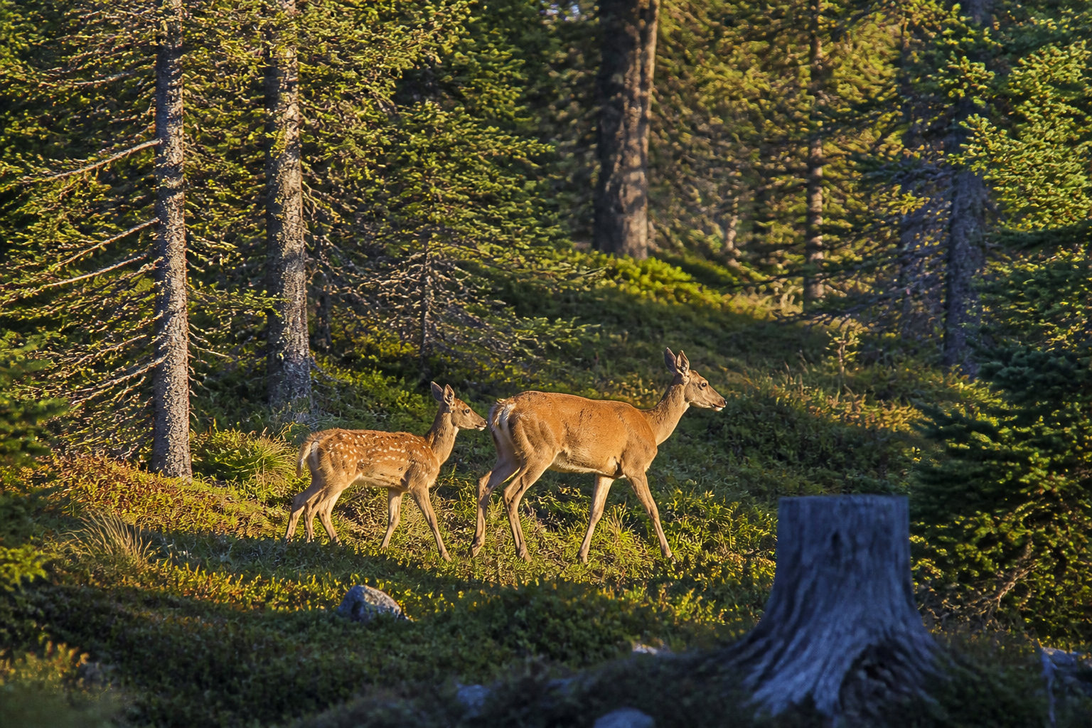 Quelles différences entre le message du cerf et celui de la biche ? 🦌