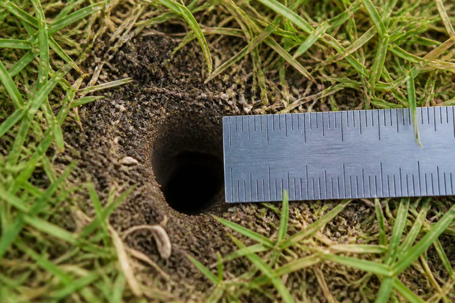 Comment identifier les trous dans votre jardin sans monticule ?