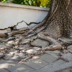 Des racines d'arbres provoquant des dégâts.