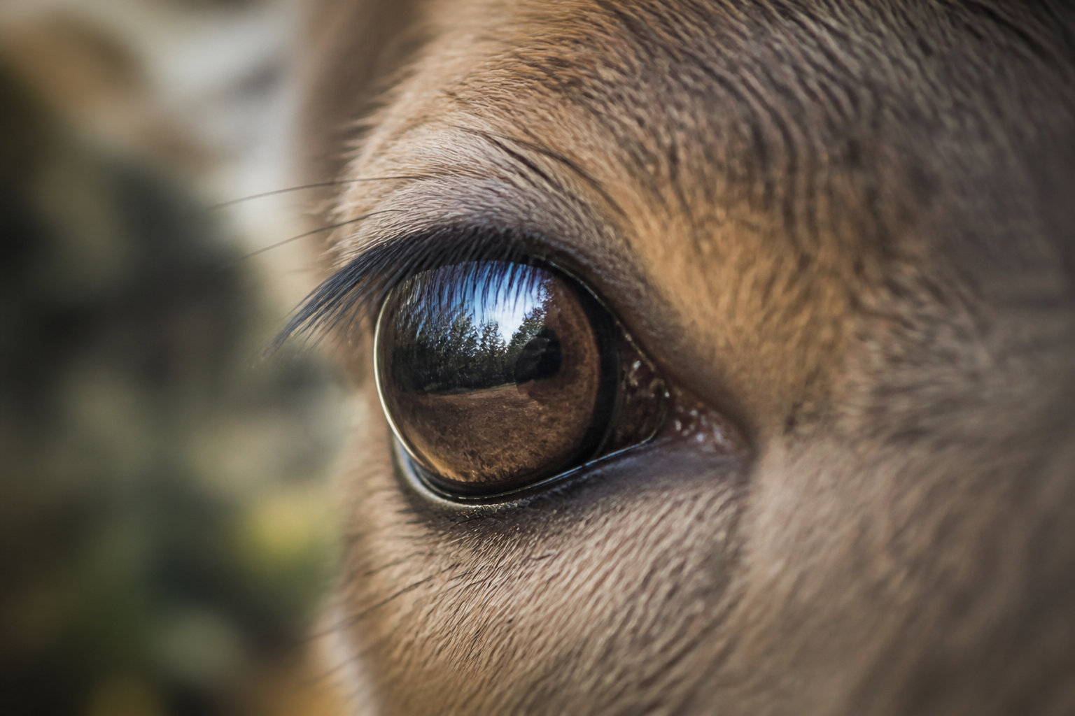 Pourquoi la biche booste-t-elle votre intuition personnelle ? ✨