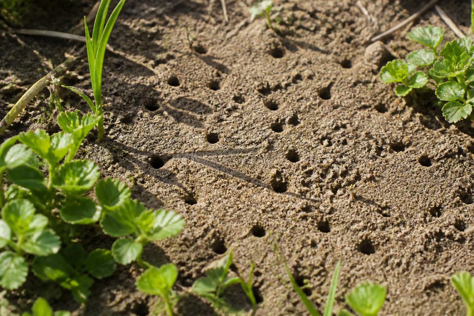 3 insectes qui creusent votre pelouse en toute discrétion