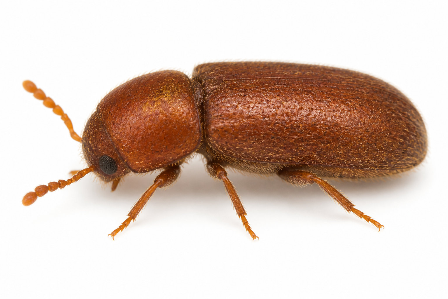 Quel est ce petit insecte marron dans la cuisine qui s'invite chez vous ?