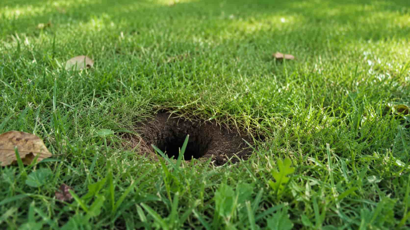 Des trous dans le jardin sans monticule.