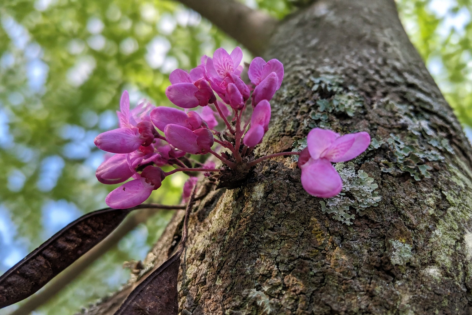 Pourquoi et comment envisager la taille de l'arbre de Judée ?