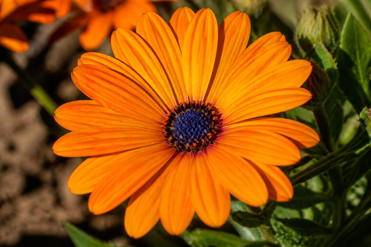 Entretien et culture de la Dimorphotheca : les fondations d'un jardin solaire