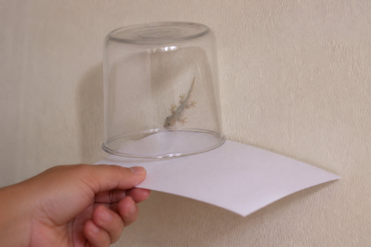 Comment faire sortir un gecko sans lui nuire ?