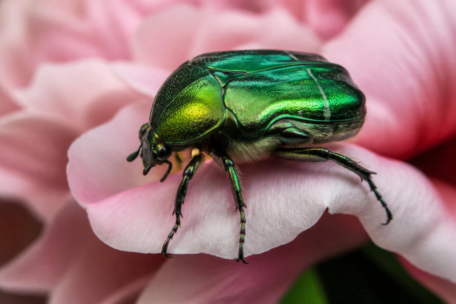 Le message caché derrière la couleur de sa carapace