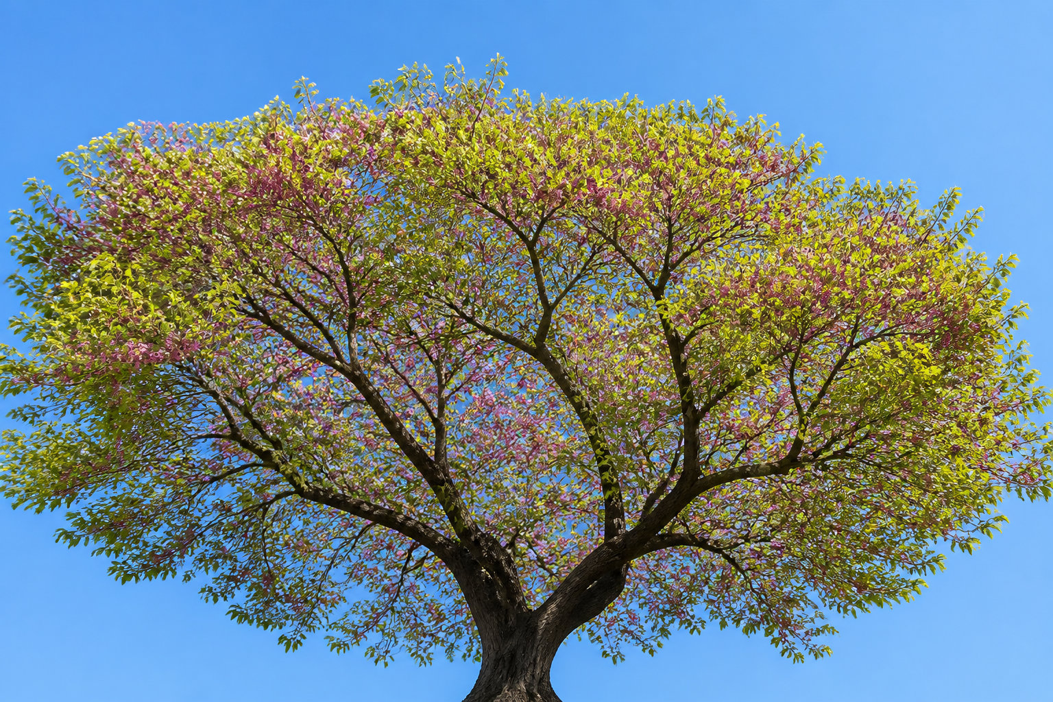 Comment structurer la silhouette de votre silhouette de votre arbre de Judée ?