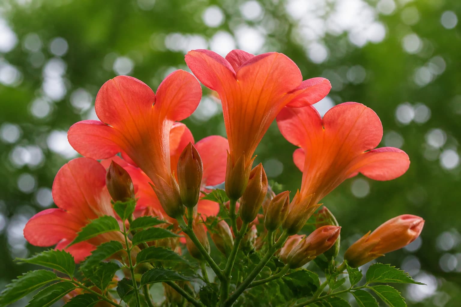 La bouture de bignone pour multiplier votre jardin