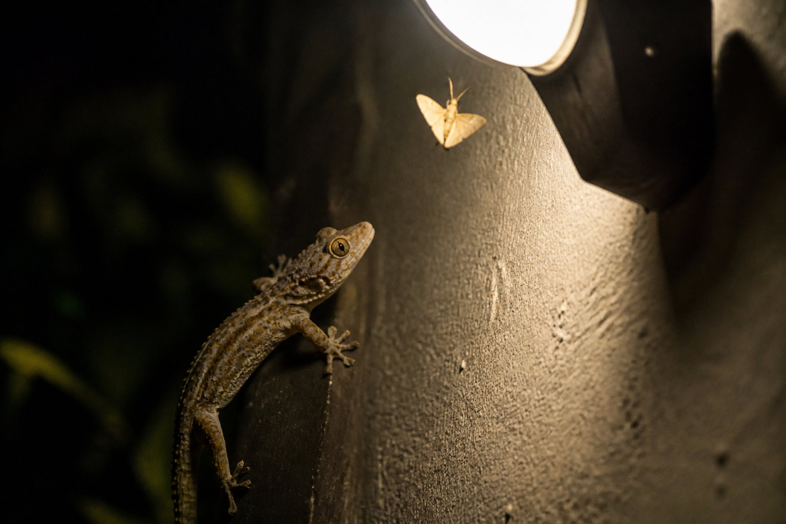 Est-il dangereux d'avoir un gecko dans sa maison ?