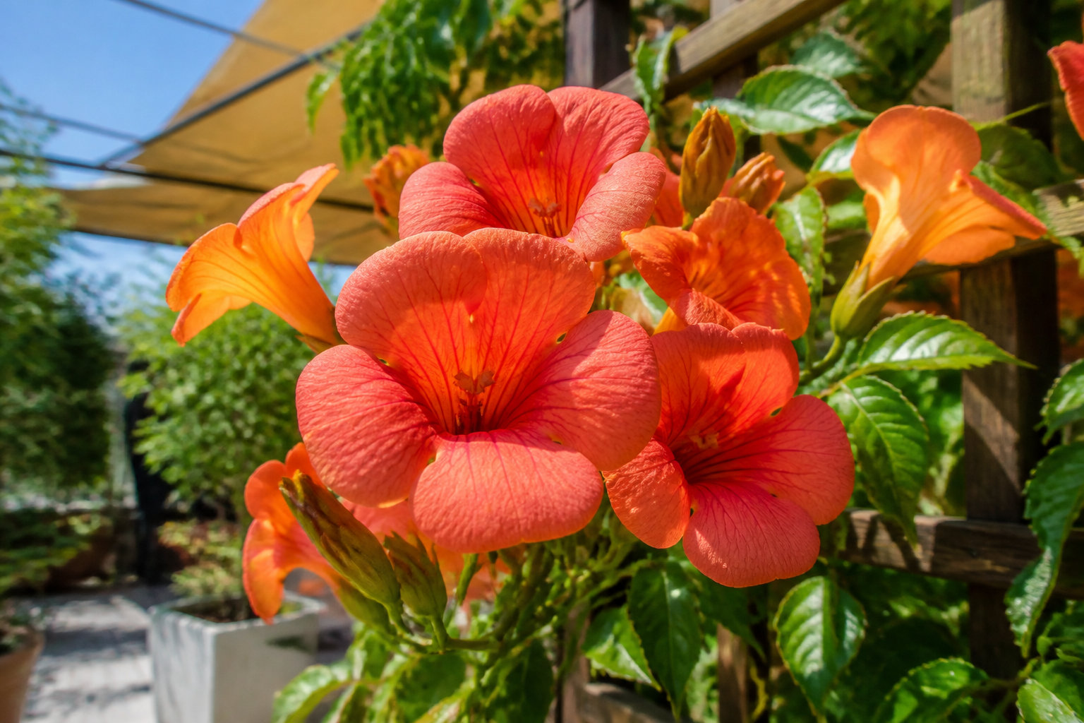 Pourquoi choisir une bignone en pot pour votre terrasse ?