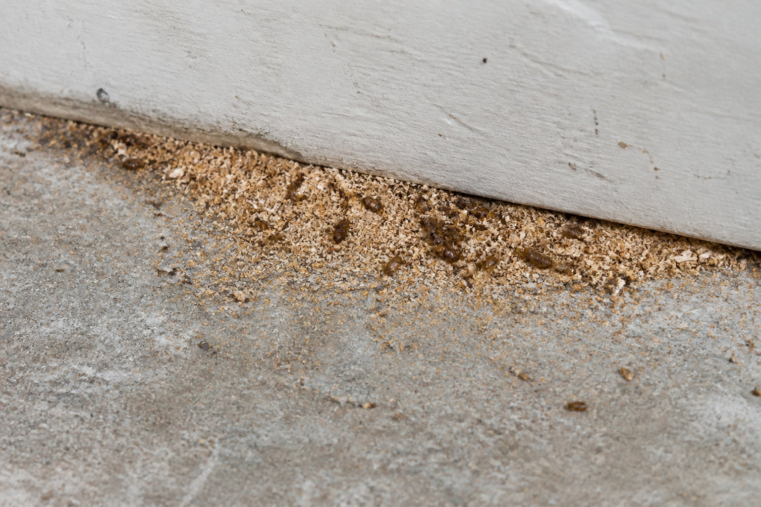 Signes visibles d'une infestation dans la structure